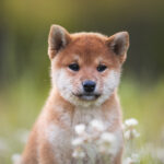 Can Shiba Inu Reach $1?