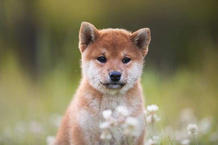 Can Shiba Inu Reach $1?