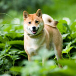 Here’s Why Meme Coins Shiba Inu, Dogecoin, and ApeCoin Are Blasting Higher Today