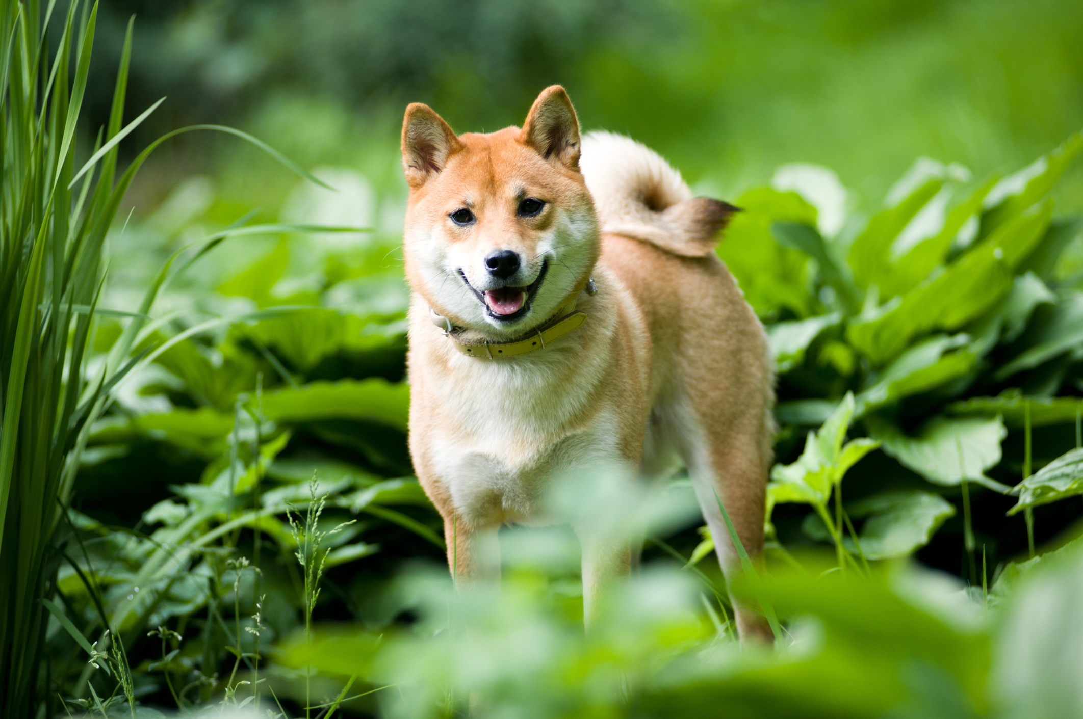 Here’s Why Meme Coins Shiba Inu, Dogecoin, and ApeCoin Are Blasting Higher Today