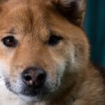 Shiba Inu Is Falling. Whales Are Making Waves That May Drown the Crypto’s Price.