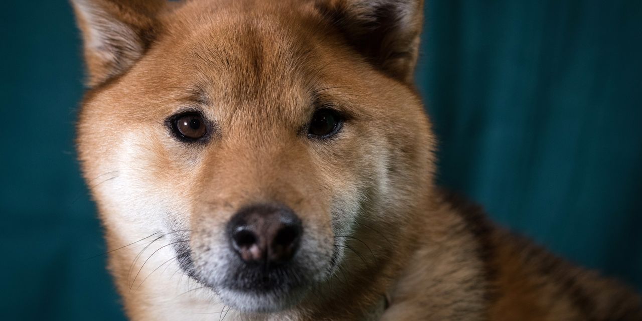 Shiba Inu Is Falling. Whales Are Making Waves That May Drown the Crypto’s Price.