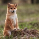 Shiba Inu (SHIB) price outlook after Shibarium setback