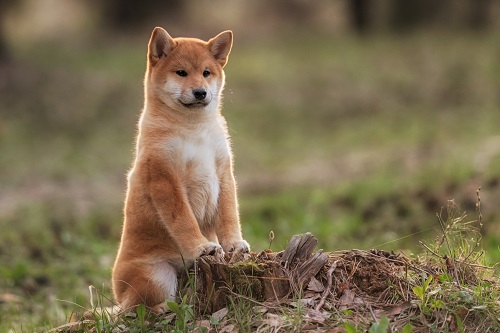 Shiba Inu (SHIB) price outlook after Shibarium setback