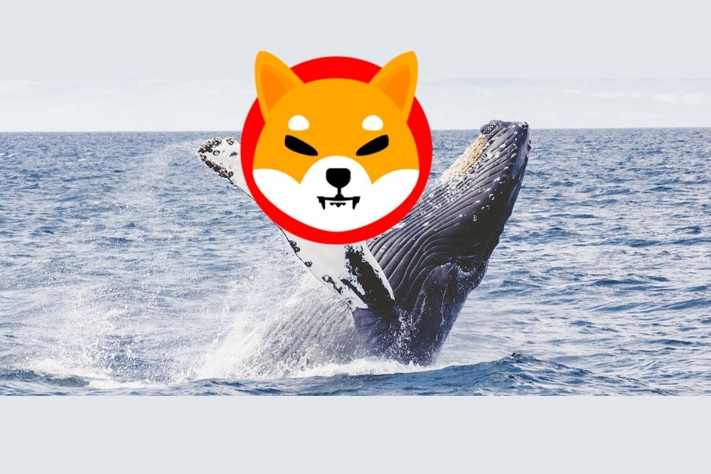 Shiba Inu Whale Makes $41 Million In SHIB Mega-Transfer. Here’s the Destination – Times Tabloid