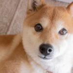 Is It Finally Time to Give Up on Shiba Inu?