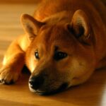 Mystery Wallet Burns 1.69 Billion Shiba Inu, Will It Result In Price Bump?