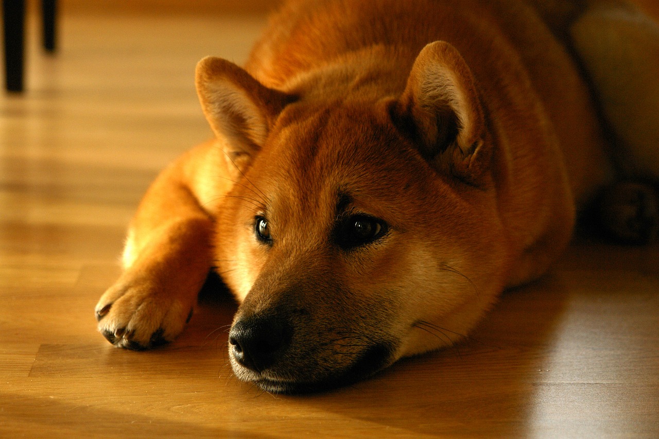 Mystery Wallet Burns 1.69 Billion Shiba Inu, Will It Result In Price Bump?