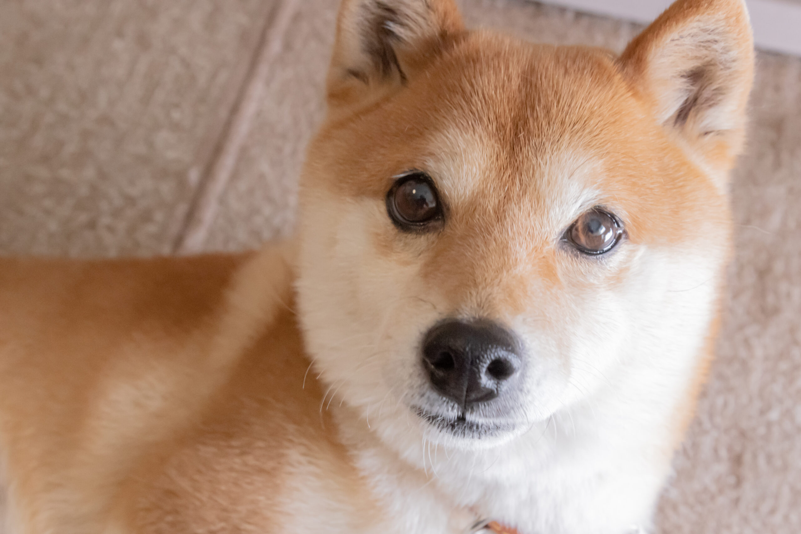 Is It Finally Time to Give Up on Shiba Inu?