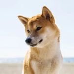 The “Doge Meme” Shiba Inu Passed Away