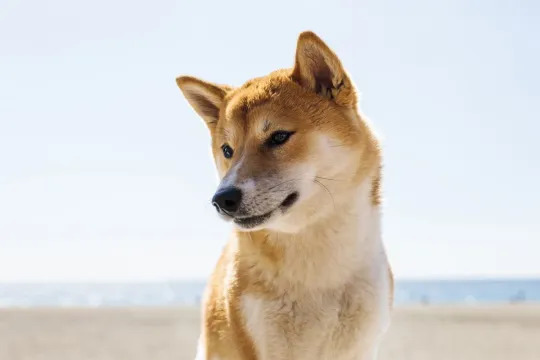 The “Doge Meme” Shiba Inu Passed Away