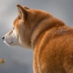 Shiba Inu Who Became Viral ‘Cheems’ Doge Meme Died After Cancer Battle