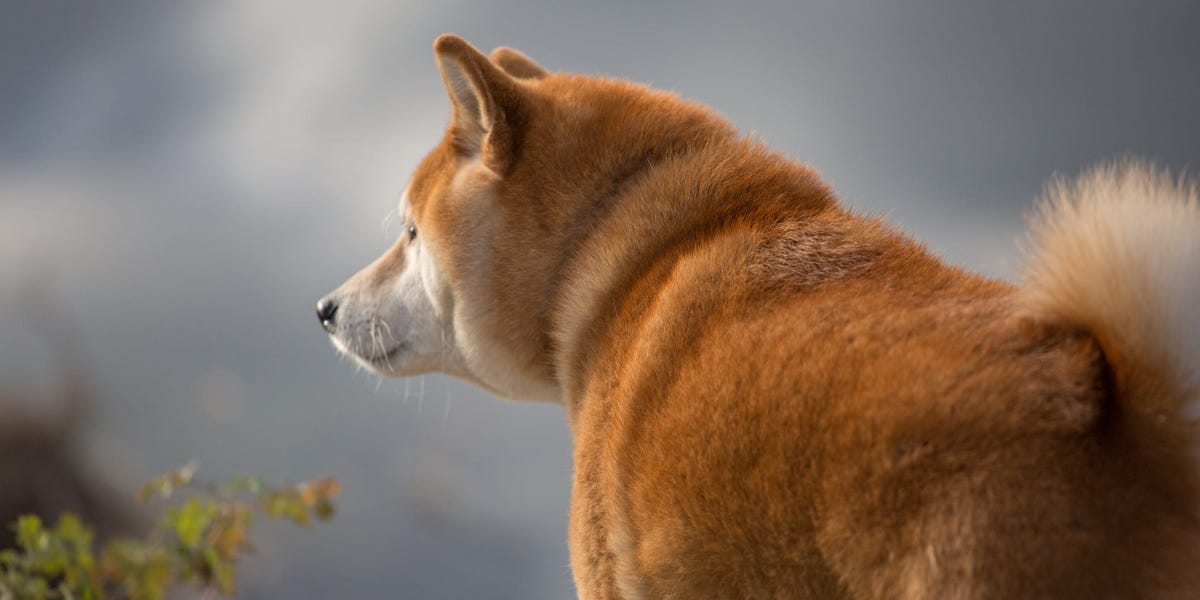 Shiba Inu Who Became Viral ‘Cheems’ Doge Meme Died After Cancer Battle