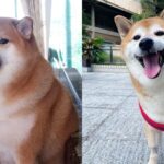 Balltze, beloved Shiba Inu behind ‘Cheems’ Doge meme, dies