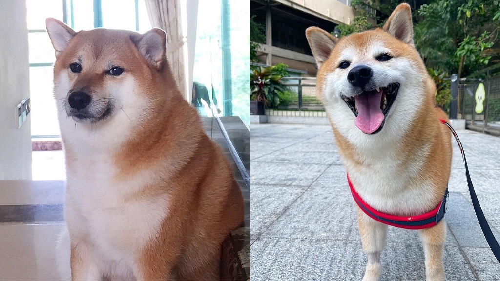 Balltze, beloved Shiba Inu behind ‘Cheems’ Doge meme, dies