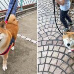 Shiba Inu Behind Popular Memes Passes Away Aged 12, Tributes Pour In For Doge