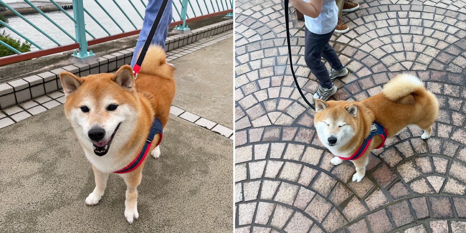 Shiba Inu Behind Popular Memes Passes Away Aged 12, Tributes Pour In For Doge