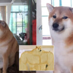 Beloved meme dog, Cheems the Shiba Inu, passes away aged 12 – Mothership.SG