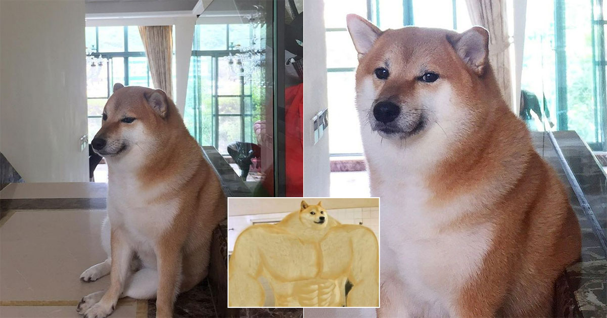 Beloved meme dog, Cheems the Shiba Inu, passes away aged 12 – Mothership.SG