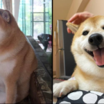 The dog behind the iconic Cheems Doge meme has sadly died