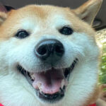 Who is Cheems? Internet mourns death of viral Shiba Inu