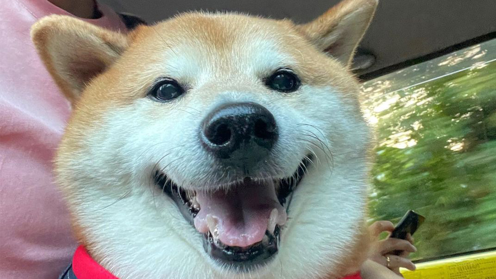 Who is Cheems? Internet mourns death of viral Shiba Inu