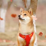 Shiba Inu: Unveiling Crypto’s Enigmatic Megatransaction