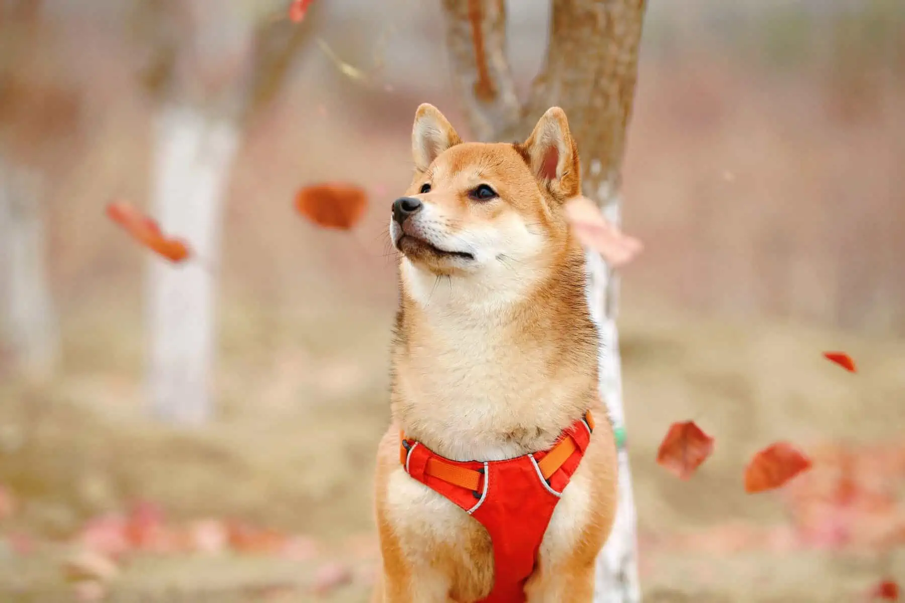 Shiba Inu: Unveiling Crypto’s Enigmatic Megatransaction