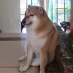 Shiba Inu made famous by viral ‘doge’ meme dies after cancer battle