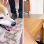 Cheems, the shiba inu behind ‘cheemsburbger’ and ‘bonk’ memes, passes away amid cancer battle