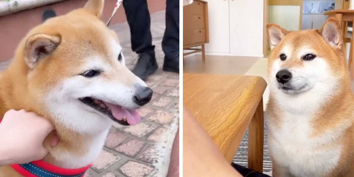 Cheems, the shiba inu behind ‘cheemsburbger’ and ‘bonk’ memes, passes away amid cancer battle