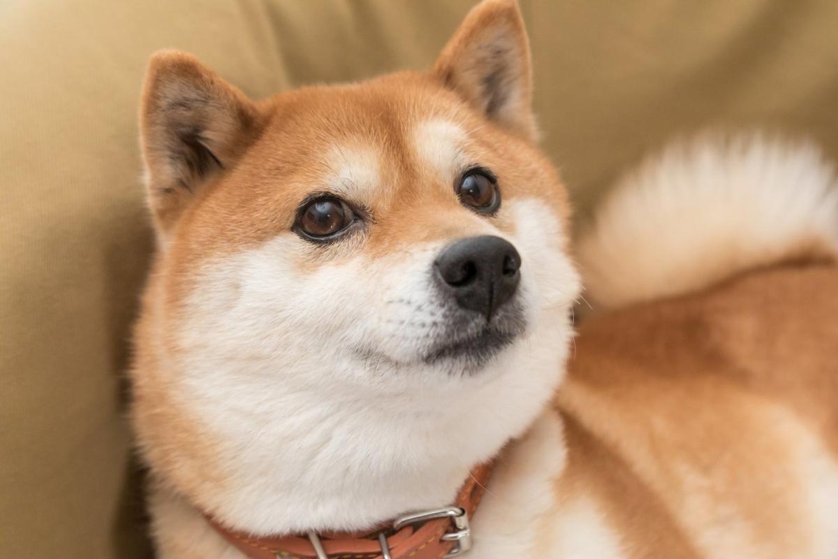 Why Shiba Inu Is Dropping This Week