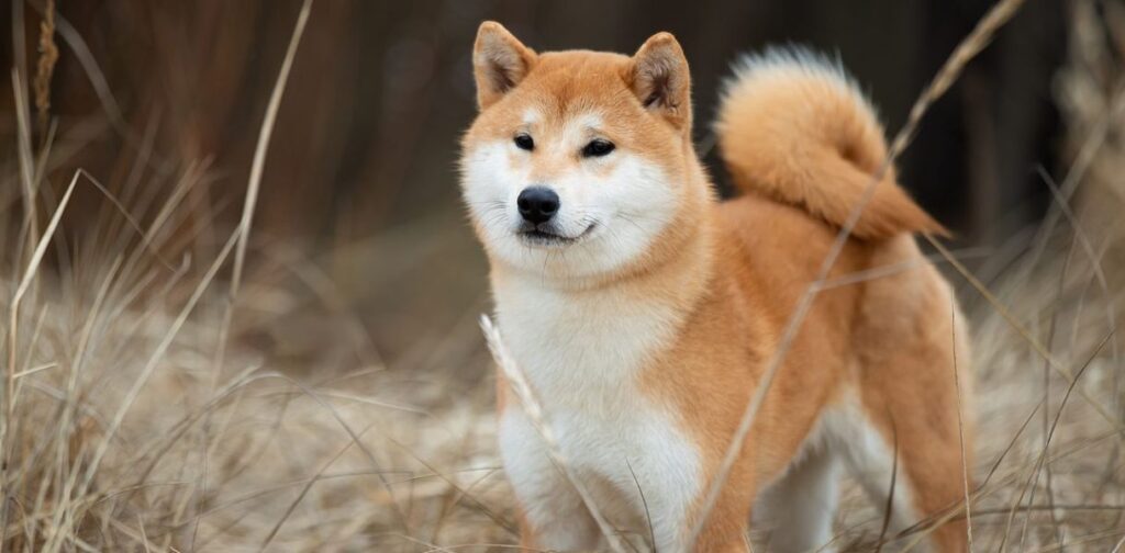 Unraveling the Mysteries of the Shiba Inu: Character, Health, and Education Essentials for Every Owner