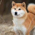 Unraveling the Mysteries of the Shiba Inu: Character, Health, and Education Essentials for Every Owner