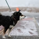 Kenshiro the dog who survived tsunami leaves owner for a while