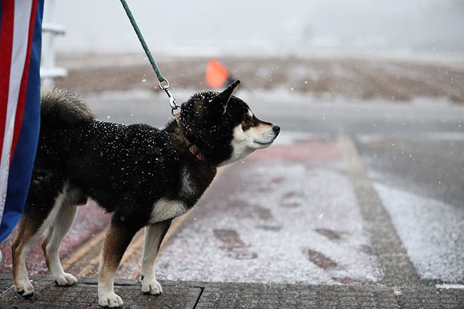 Kenshiro the dog who survived tsunami leaves owner for a while