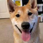 Owner of the world’s first speedrunning Shiba Inu reveals how the best boy achieves success