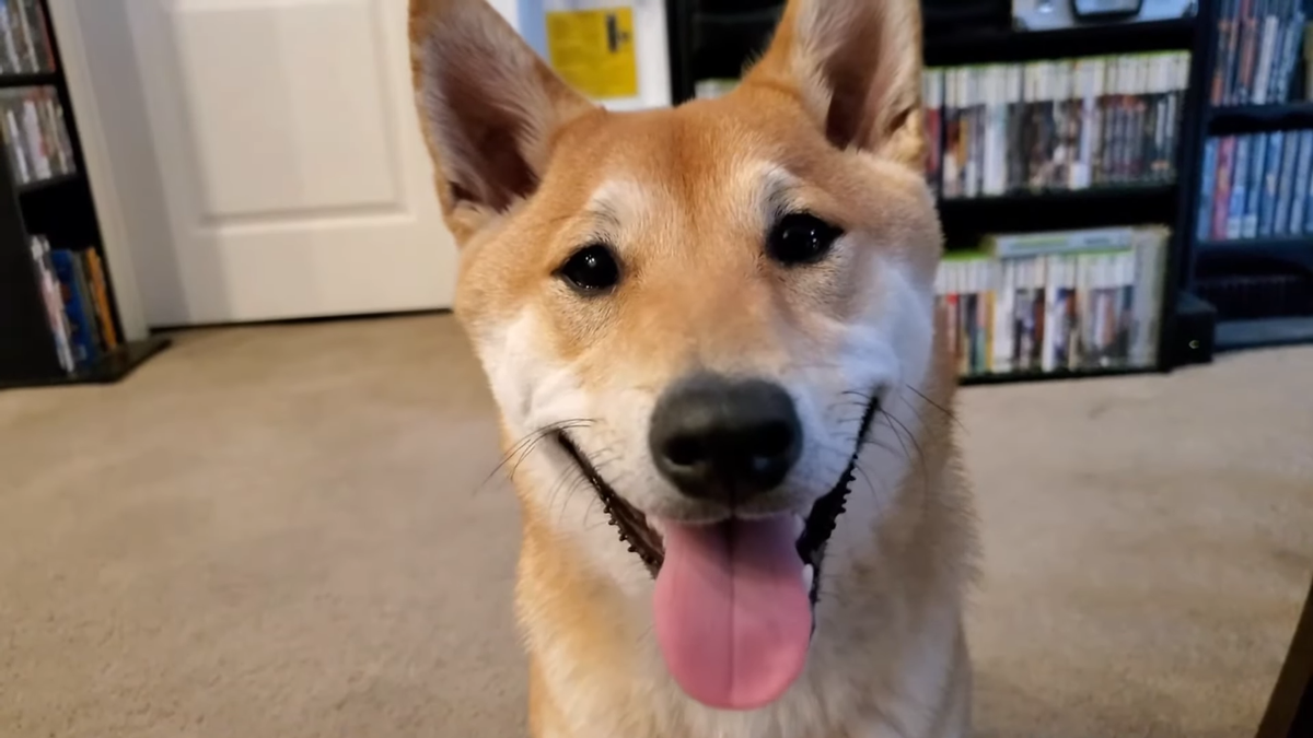 Owner of the world’s first speedrunning Shiba Inu reveals how the best boy achieves success