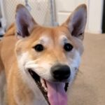 Shiba Inu Sets Gaming Milestone at AGDQ 2024