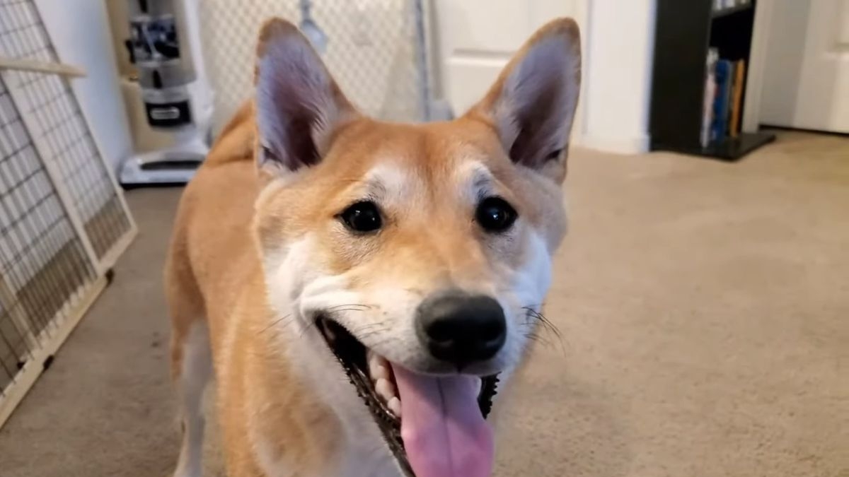 Shiba Inu Sets Gaming Milestone at AGDQ 2024