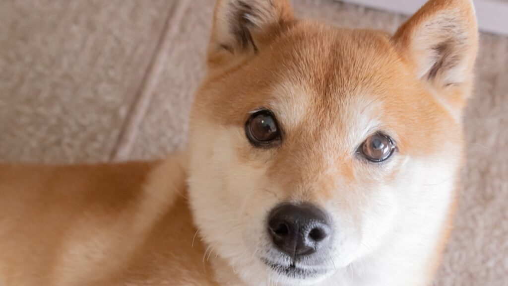 Shiba Inu’s Downtrend Amid Crypto Market Volatility