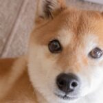 Shiba Inu’s Downtrend Amid Crypto Market Volatility