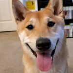 Shiba Inu’s Speedrun Attempt at AGDQ: A New Gaming Feat