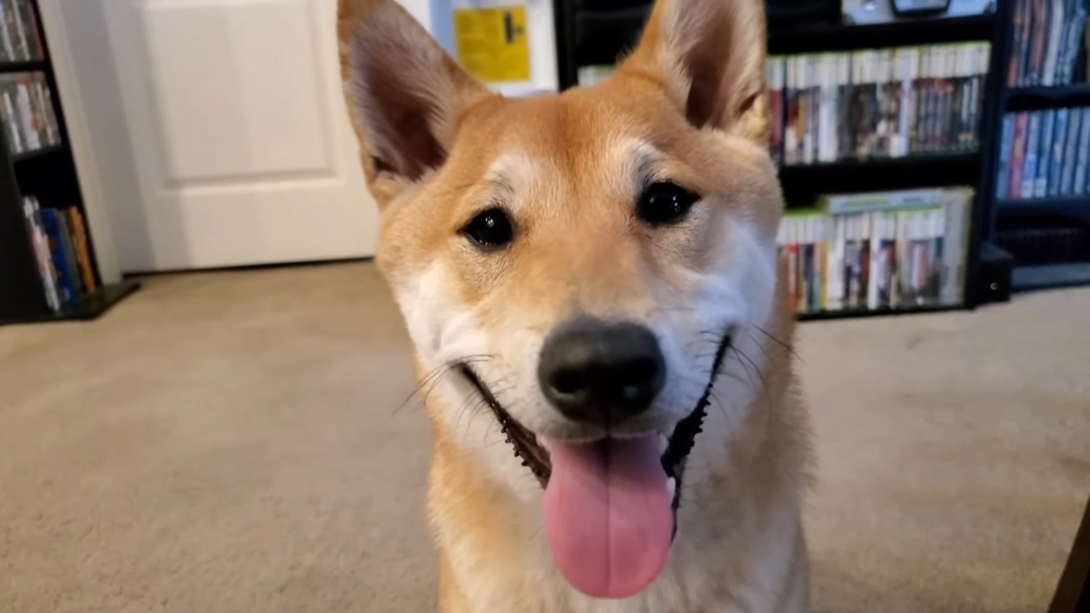 Shiba Inu’s Speedrun Attempt at AGDQ: A New Gaming Feat