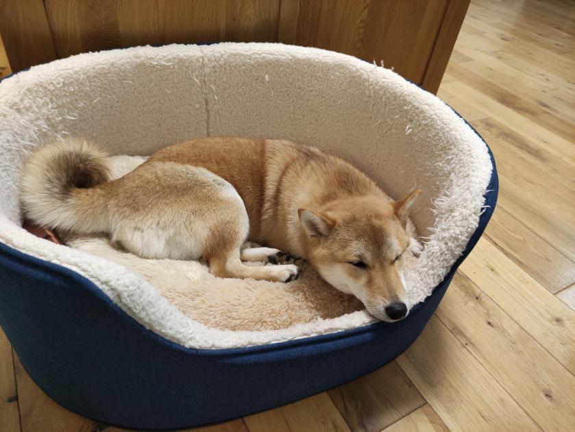 Why Adopting a Shiba Inu Is a Delightful Decision