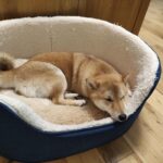 Why Adopting a Shiba Inu Is a Delightful Decision