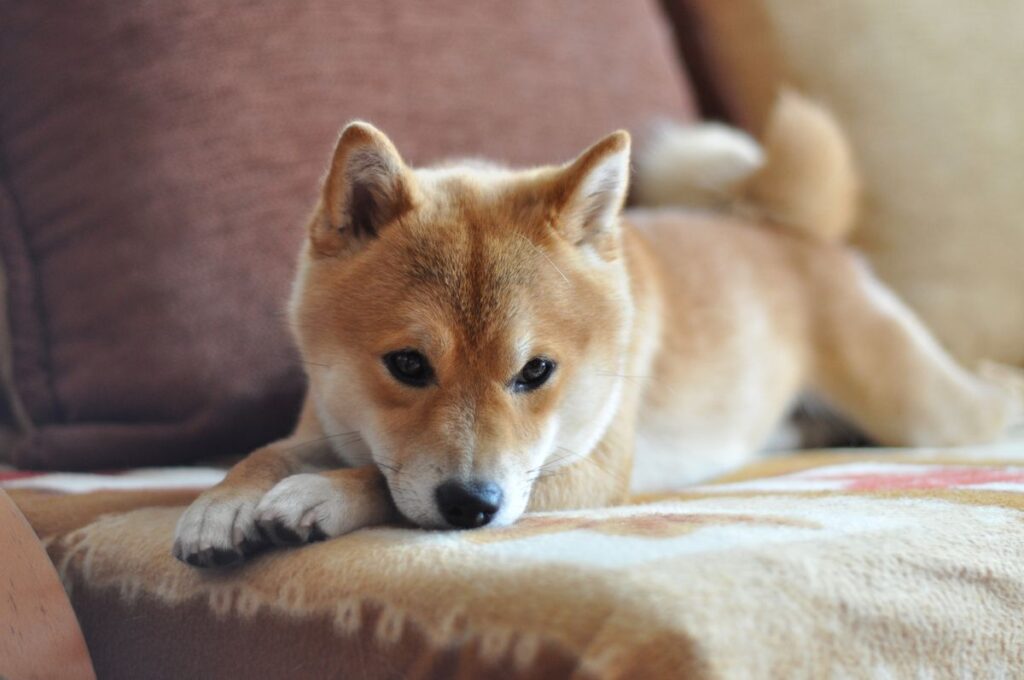 What’s Going on With Dogecoin, Floki Inu, and Shiba Inu Prices?