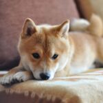 What’s Going on With Dogecoin, Floki Inu, and Shiba Inu Prices?