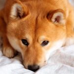 Shiba Inu Development Team Launches Privacy-Enhancing Tool for SHIB Ecosystem