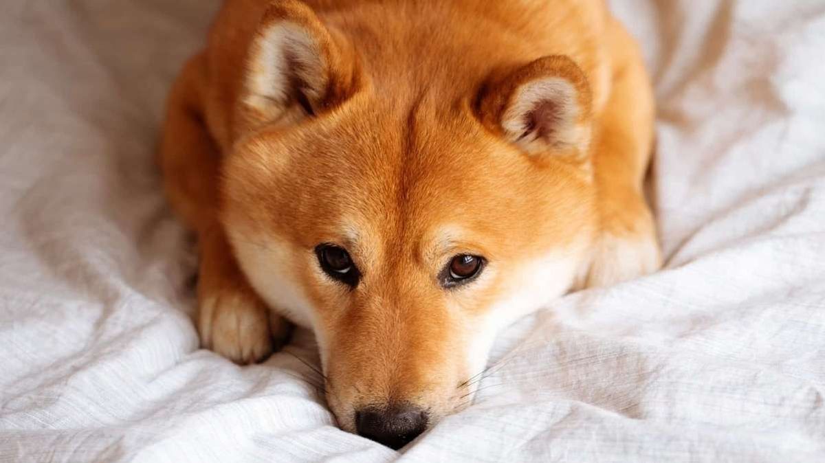 Shiba Inu Development Team Launches Privacy-Enhancing Tool for SHIB Ecosystem